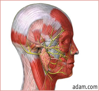 Anatomia chirurgica parotide nervo facciale