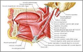Sindrome di Eagle anatomia