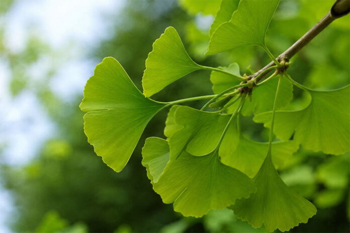estratto di gingko biloba chatgpt image 15 lug 2026, 12 09 56