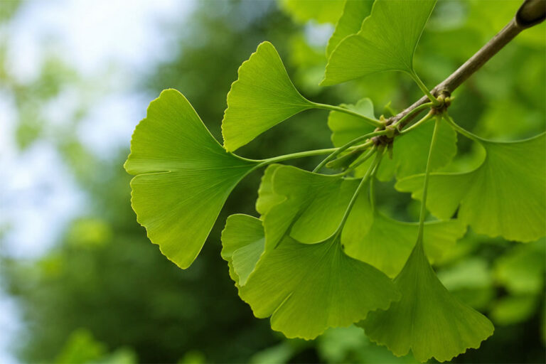 estratto di gingko biloba chatgpt image 15 lug 2026, 12 09 56